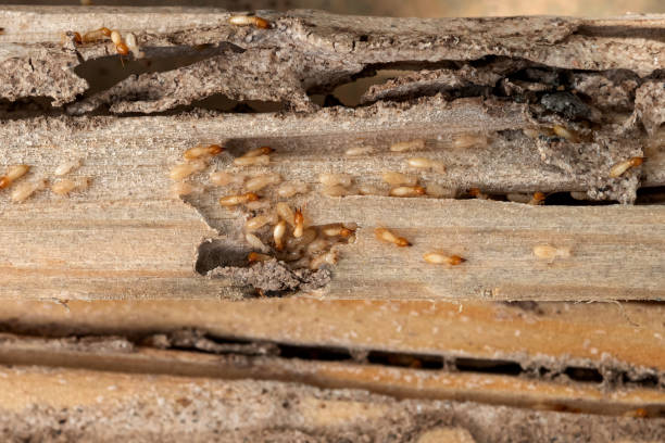 Best Insect Control  in Carthage, IL